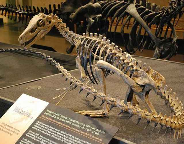 Ещё пример скелета динозавра семейства Герреразавриды.