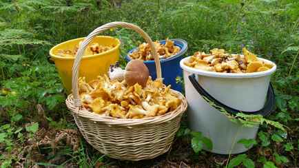 Штраф до 800 рублей. В Минлесхозе напомнили, за что могут наказать белорусских грибников