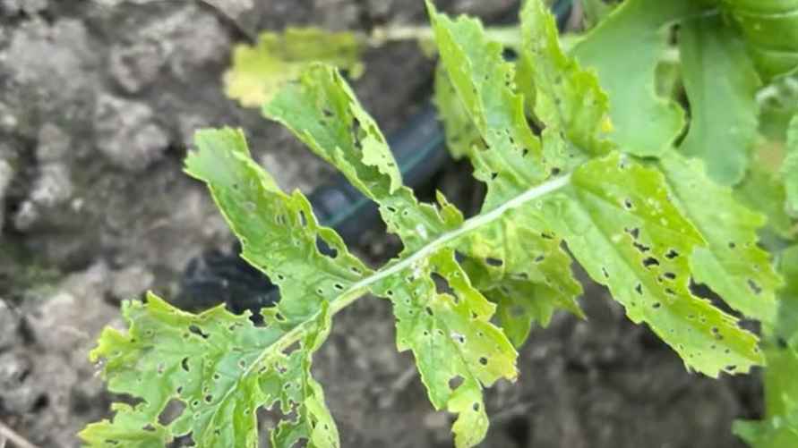 Вот как крестоцветная блошка за день съедает лист капусты