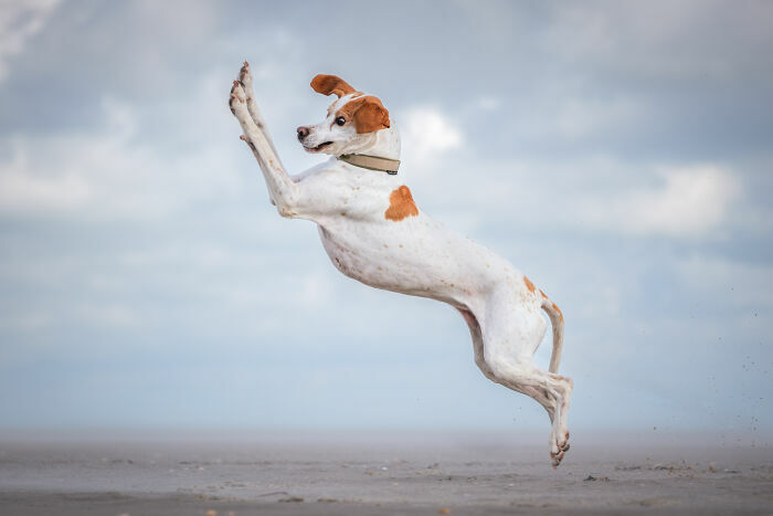 Кот-Тарзан, летающий пудель и два сплетника. Кто победил в конкурсе Comedy Pet Photo Awards 2024?