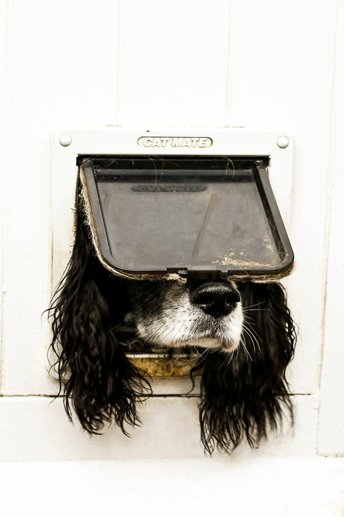 Кот-Тарзан, летающий пудель и два сплетника. Кто победил в конкурсе Comedy Pet Photo Awards 2024?