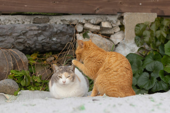 Кот-Тарзан, летающий пудель и два сплетника. Кто победил в конкурсе Comedy Pet Photo Awards 2024?