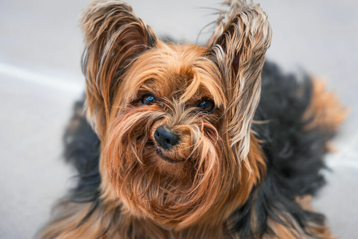 Кот-Тарзан, летающий пудель и два сплетника. Кто победил в конкурсе Comedy Pet Photo Awards 2024?