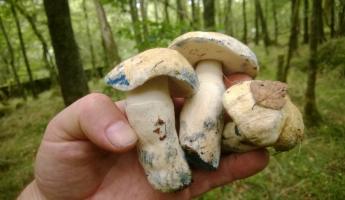 «Вкуснее белого» — Белоруска нашла редкий «гриб-василёк». Что за вид?