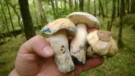 «Вкуснее белого» — Белоруска нашла редкий «гриб-василёк». Что за вид?