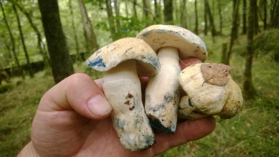 "Вкуснее белого" - Белоруска нашла редкий "гриб-василёк". Что за вид?