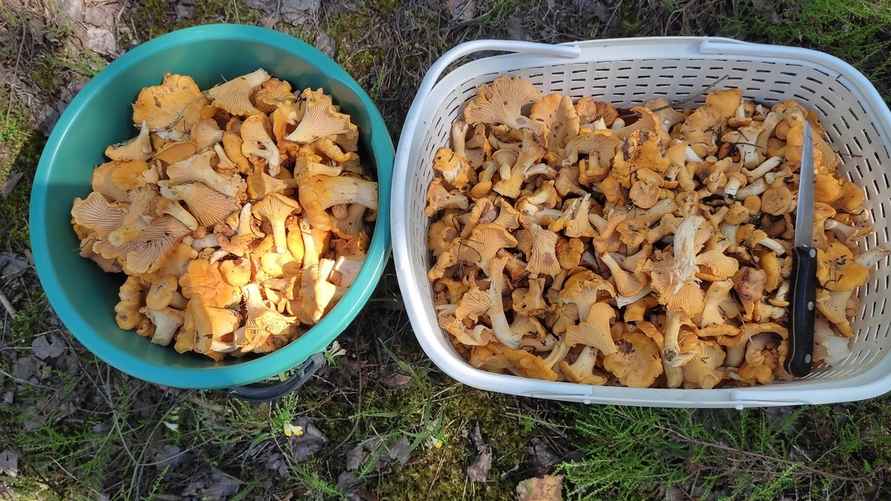 Фото: паблик ВК "Грибы: Грибные войска Беларуси"