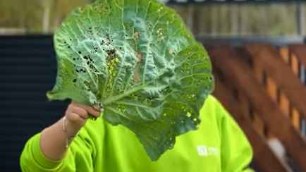 Что сделать с капустой, чтобы её не съели эти 5 вредителей и не уничтожили инфекции? Это нужно знать каждому огороднику