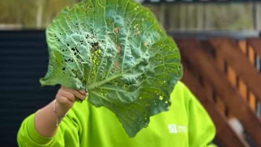 Что сделать с капустой, чтобы её не съели эти 5 вредителей и не уничтожили инфекции? Это нужно знать каждому огороднику