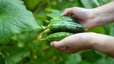 Добавьте это в воду при поливе огурцов. И они вырастут крепкими, хрустящими и в большом количестве