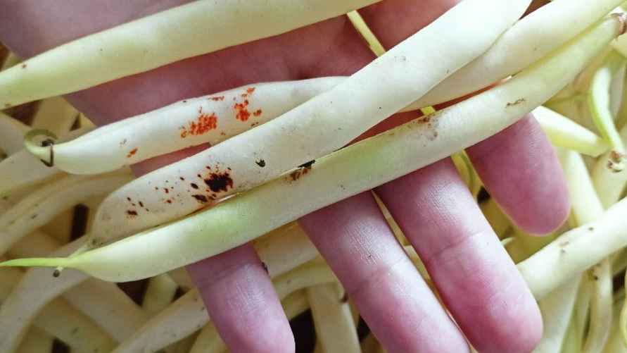 Пятна, возникшие из-за температурных перепадов не влияют на безопасность стручковой фасоли. Такой овощ можно есть.