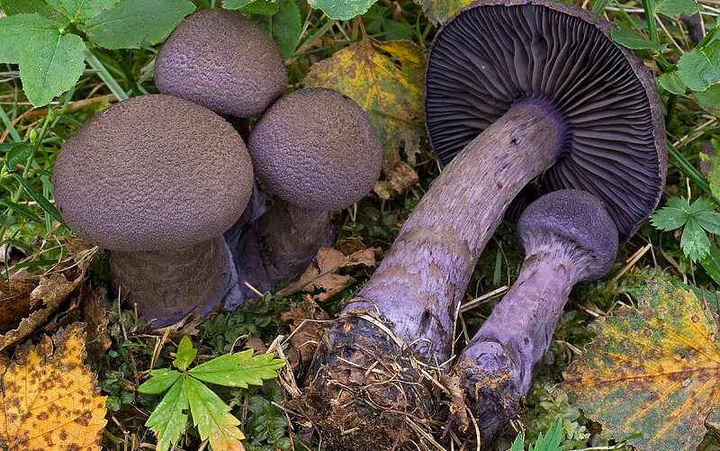 Паутинник фиолетовый