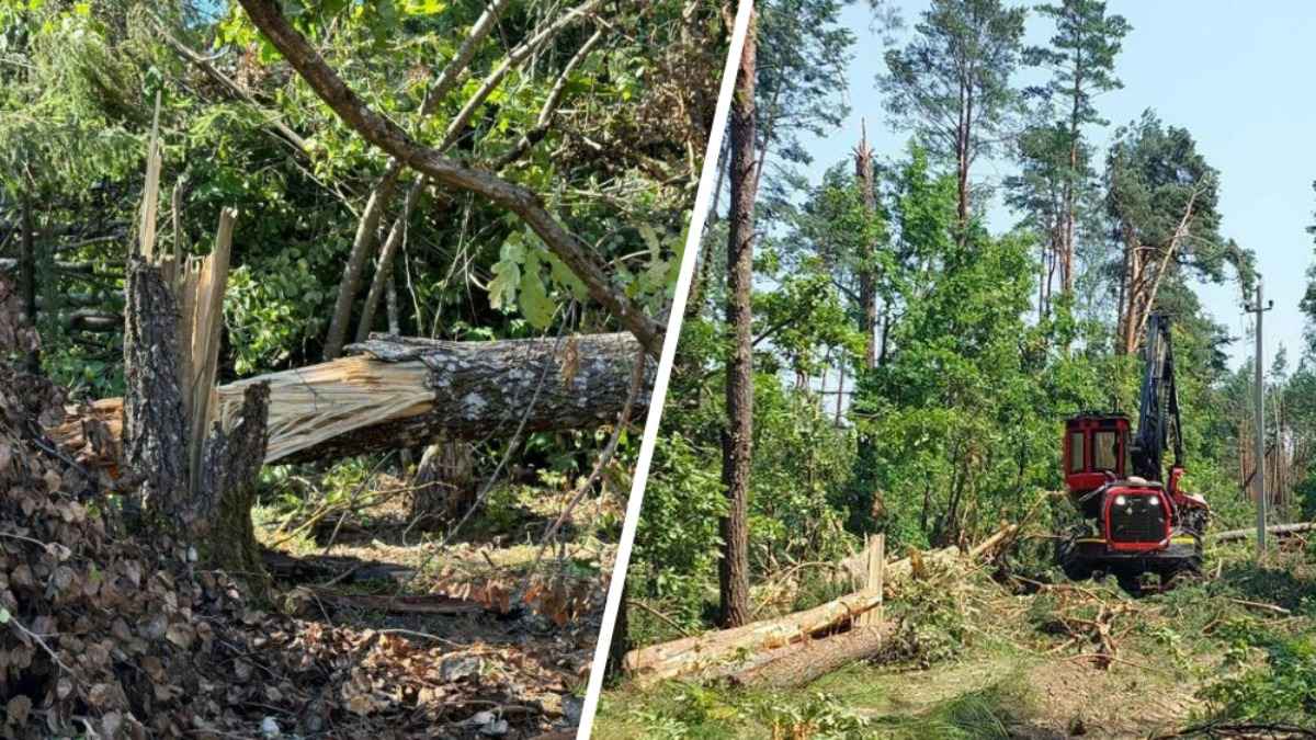 Крутой назвал цену для белорусов на куб древесины, заготовленной после шторма