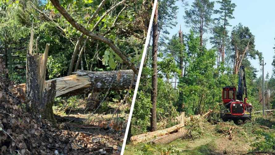 Крутой назвал цену для белорусов на куб древесины, заготовленной после шторма