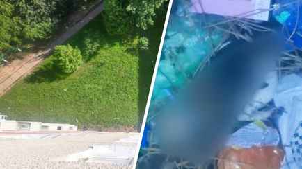 «Она меня достала» — В Солигорске женщина выбросила собаку из окна 9-го этажа. Какое наказание грозит?