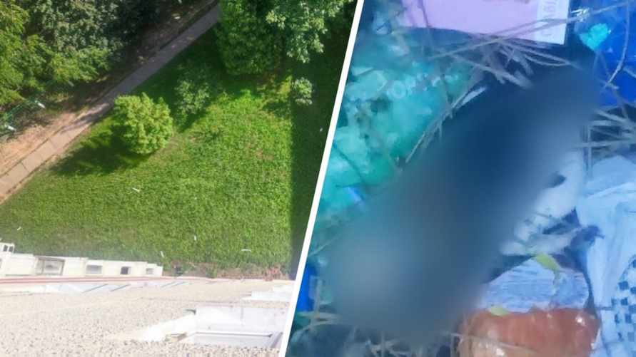 "Она меня достала" - В Солигорске женщина выбросила собаку из окна 9-го этажа. Какое наказание грозит?