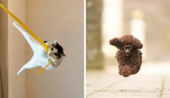 Кот-Тарзан, летающий пудель и два сплетника. Кто победил в конкурсе Comedy Pet Photo Awards 2024?