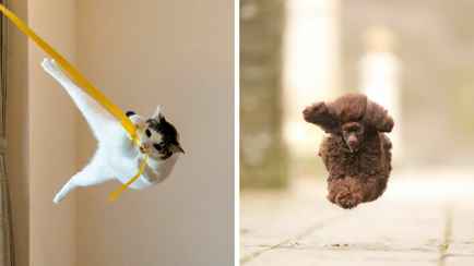 Кот-Тарзан, летающий пудель и два сплетника. Кто победил в конкурсе Comedy Pet Photo Awards 2024?