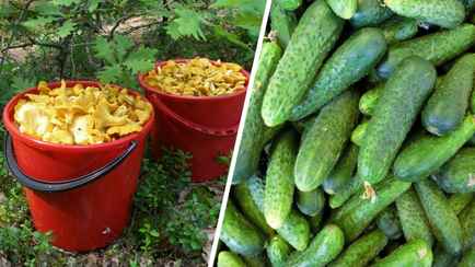 Лисички — до 10 рублей, огурцы — 1,8. Белкоопсоюз назвал цены на скупаемые у белорусов ягоды, грибы и овощи