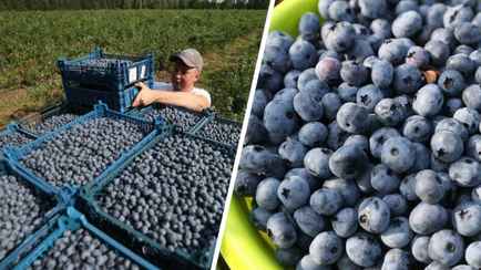 «Такого за 21 год не было» — Урожай голубики в Беларуси побил все рекорды. Где купить за 6 рублей?