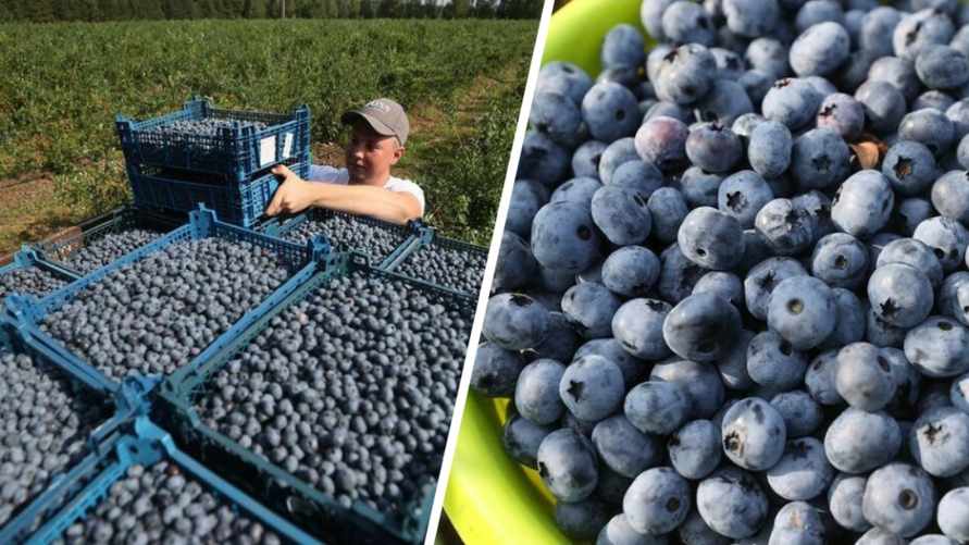 Коллаж из фото агентства БелТА