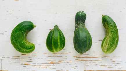 Как понять, что с огурцами по их форме? Эта шпаргалка от экспертов поможет улучшить качество урожая
