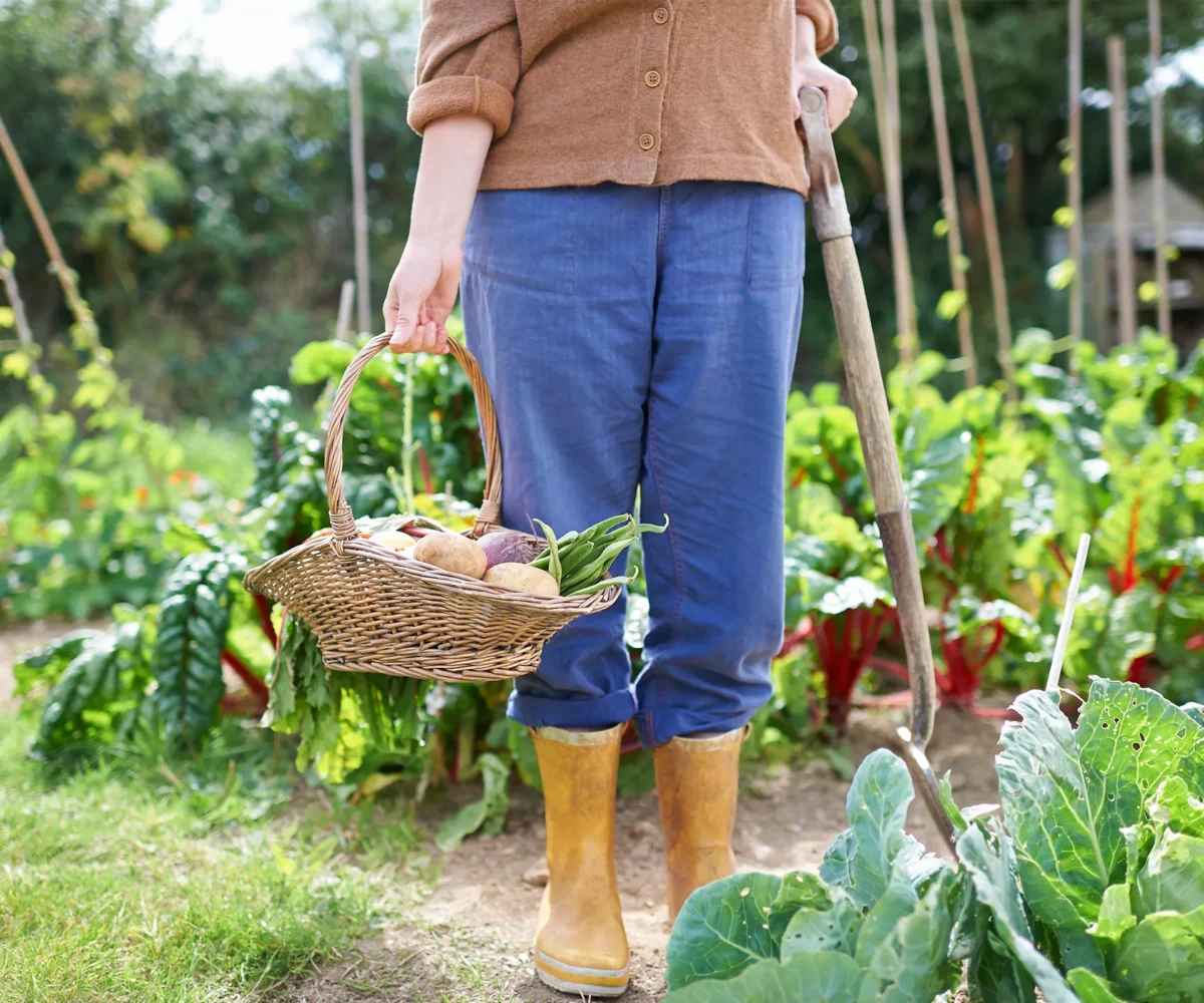 Что белорусам делать в саду в июле? Вот что можно пересеять, чтобы насладиться урожаями дольше
