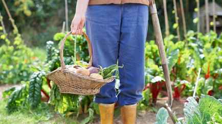 Что белорусам делать в саду в июле? Вот что можно пересеять, чтобы насладиться урожаями дольше