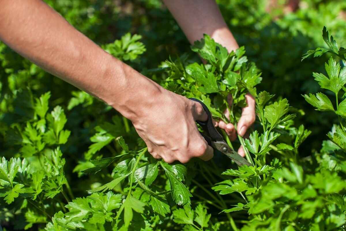 Как обрезать петрушку, чтобы она давала урожай до поздней осени? Вот что нельзя делать с листьями