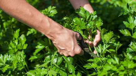 Как обрезать петрушку, чтобы она давала урожай до поздней осени? Вот что нельзя делать с листьями
