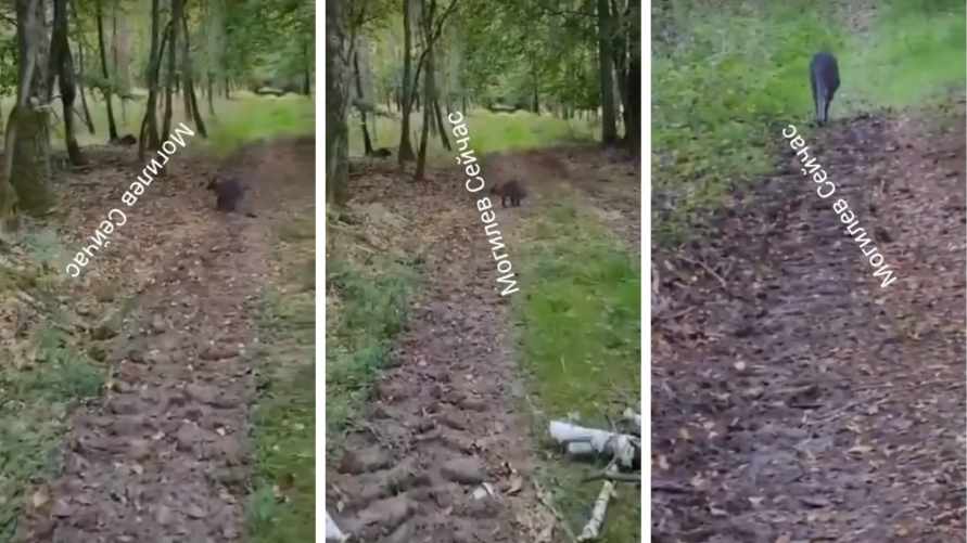 "Надо организовать поиски" - В лесах Могилёвщины заметили "кенгуру". Что произошло на самом деле?