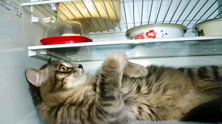 Как спасти домашнее животное от жары? Никогда не делайте эти вещи