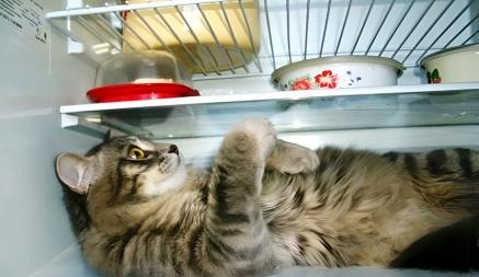 Как спасти домашнее животное от жары? Никогда не делайте эти вещи