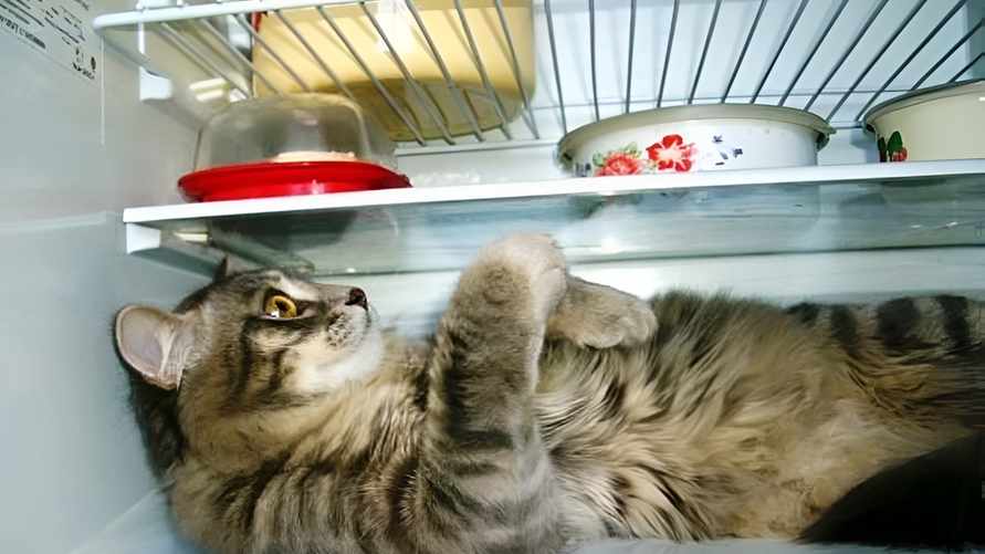 Как спасти домашнее животное от жары? Никогда не делайте эти вещи