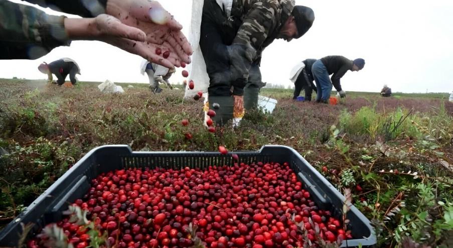 Согласно действующему законодательству, собирать в белорусских лесах бруснику