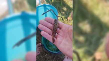 «Смотрите, что это?» — Мужчина показал, каких креветок ловит в белорусских водоемах