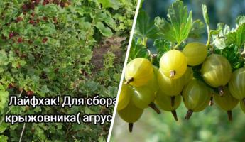 «Теперь не буду нервы трепать» — Блогер показал, как быстро собрать крыжовник и не обколоть руки. Комментаторы оценили