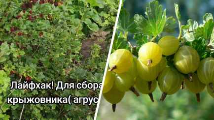 «Теперь не буду нервы трепать» — Блогер показал, как быстро собрать крыжовник и не обколоть руки. Комментаторы оценили