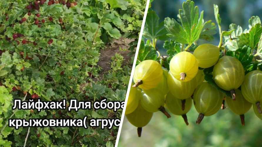 "Теперь не буду нервы трепать" - Блогер показал, как быстро собрать крыжовник и не обколоть руки. Комментаторы оценили
