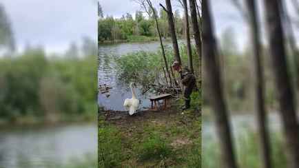 «Мужик с мужиком всегда договорится» – Видео спора рыбака с лебедем за скамейку под Минском собрало 1,9 млн просмотров