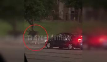 На видео попало, как легковушка в центре Витебска сбила лося
