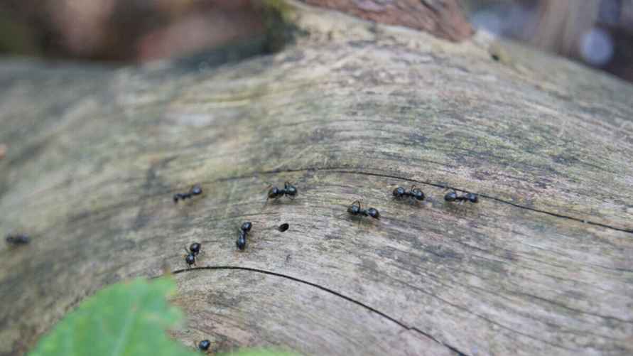 Муравьи на дереве
