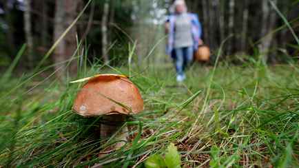 «25 литров за 2 часа» — Белорусские грибники поделились фото с урожаями из леса. А боровики пошли?