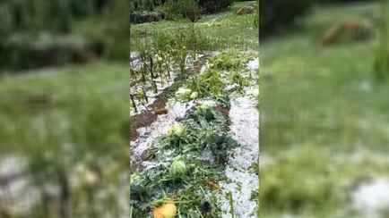 «Весь урожай побило за 15 минут» – Белорусы показали последствия града в июле под Бобруйском