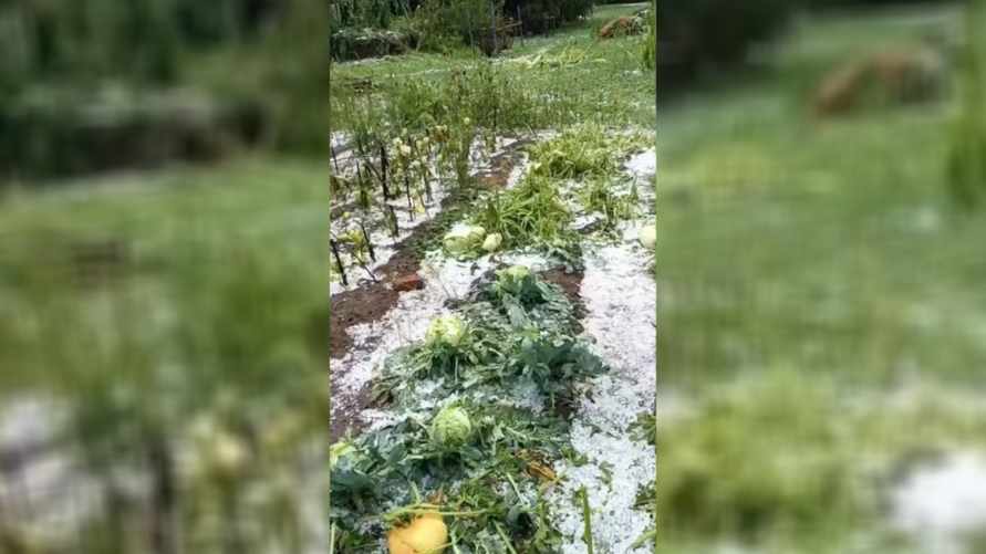 "Весь урожай побило за 15 минут" – Белорусы показали последствия града в июле под Бобруйском