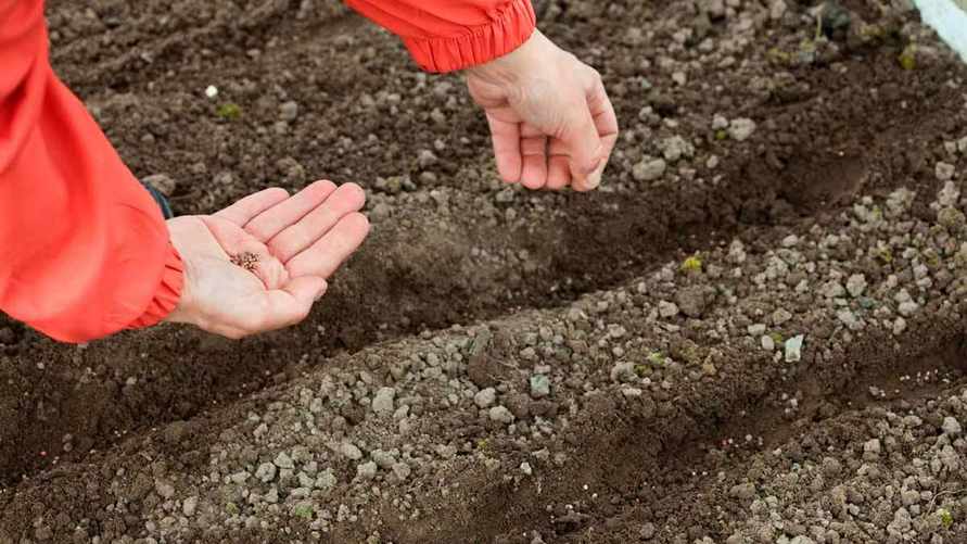 Что можно посеять белорусам в конце июля? Эти овощи созреют уже к осени