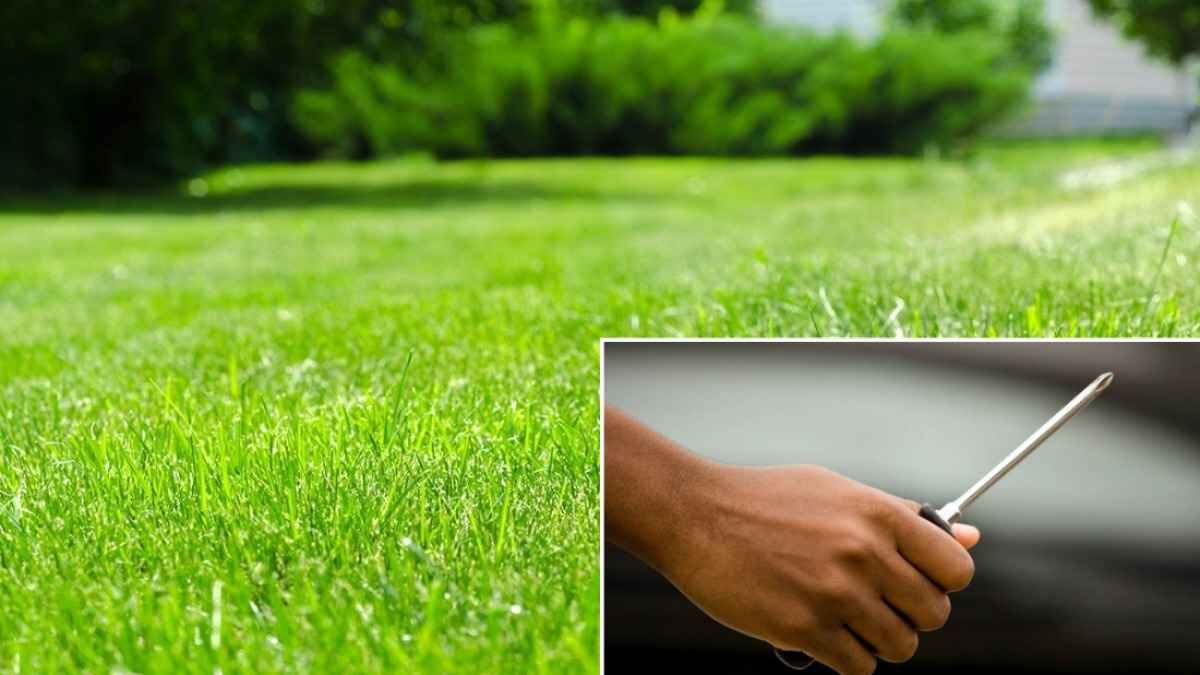 Зачем втыкать отвертку в газон? Вот как этот странный трюк поможет улучшить его внешний вид