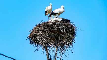 На Брестчине энергетики оборудовали новые гнёзда для аистов, пострадавших от урагана
