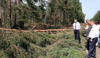 В Администрации Лукашенко рассказали, куда пустят 1,5 млн кубов поваленного бурей леса