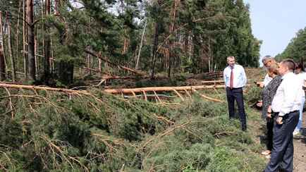 В Администрации Лукашенко рассказали, куда пустят 1,5 млн кубов поваленного бурей леса